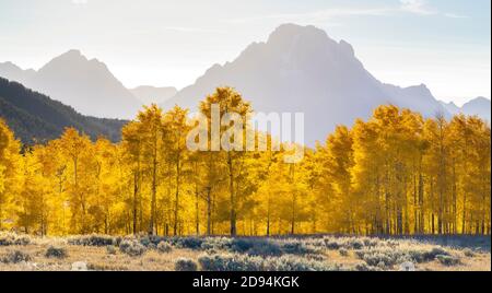 Quaking Aspens, Autumn colors, Mt Moran, Grand Tetons NP, WY, EE.UU., por Dominique Braud/Dembinsky Photo Assoc