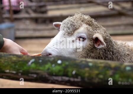 Un hombre alimenta ovejas blancas sobre una valla. Las ovejas se pasan la cabeza Foto de stock