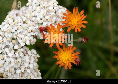 Una cabeza de flor blanca de yallow (Achillea millefolium) con flores de zorro y cachorros de naranja (Pilosella aurantiaca), Berkshire, julio Foto de stock