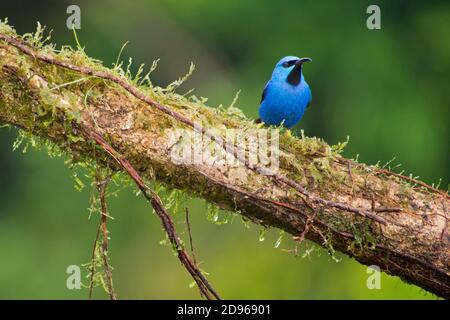 Superlenta brillante, Cyanerpes lucidus, Selva Tropical, Costa Rica, América Central, América.