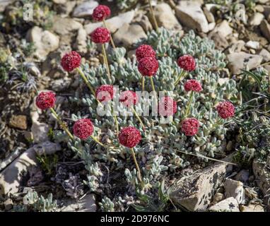 Alforfón de hoja ovalada (Eriogonum ovalifolium), Mammoth Mountain, Mono County, California.