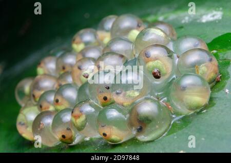 Huevos de rana de ojos rojos (Agalychnis callidryas) Reserva de la Biosfera el Ocote, Chiapas, México.