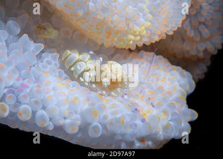 Camarón blanco de anemona (Periclimenes brevicarpalis) en el Mar Blanco de Anemone, Mar de Andamán, Tailandia