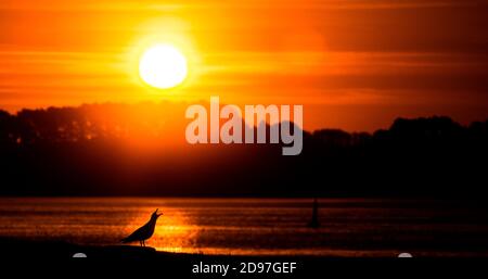 Arenque Gull (Larus argentatus) llamando a la costa al amanecer, Bretaña, Francia