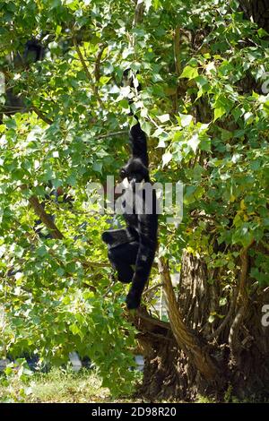 Gibbon negro en Zoo, Westlicher Schwarzer Schopfgibbon, Nomascus concolor, Hylobates concolor, bóbitás gibbon Foto de stock