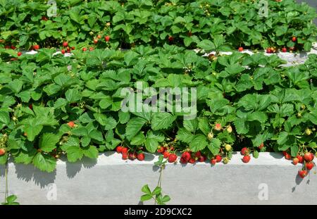 Las fresas maduras del jardín crecen en las camas elevadas hechas del hormigón en una granja privada. Foto de stock