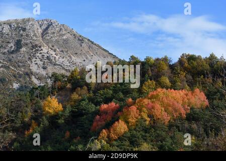 Colores otoñales incluyendo arce de colores o hojas y pino Los árboles en el otoño en el Parque Regional de Verdon Gorge O Reserva Natural Provenza Francia