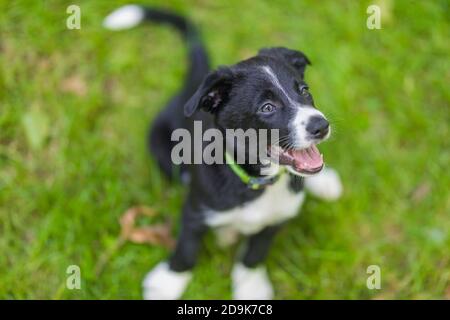 Adorable retrato de un increíble y feliz cachorro de collie en la frontera blanca y negra. Borde Collie cachorro en la naturaleza