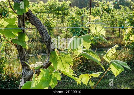 Louisiana Northshore, Mandeville Pontchartrain Viñedos, viña uvas viñedos en crecimiento, Foto de stock