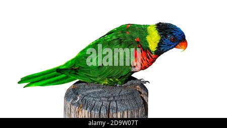 Rainbow Lorikeet (Trichoglossus moluccanus) de pie sobre un antiguo poste de madera, aislado sobre fondo blanco con camino de recorte.