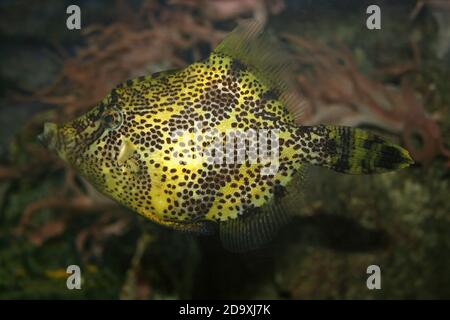 Cola de cerda Filefish Acreichthys tomentosus Foto de stock