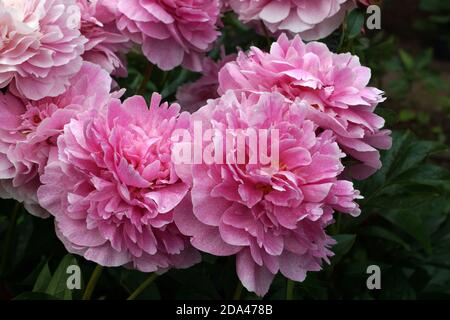 Peony el Peón. Doble flor de peonía rosa. Hermosa peonía rosa florece en el jardín.