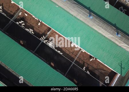 (201110) -- DONGXIANG, 10 de noviembre de 2020 (Xinhua) -- Foto aérea tomada el 9 de noviembre de 2020 muestra la vista de los corrales de ovejas en una cooperativa de la aldea de Bulenggou en el condado autónomo de Dongxiang de la prefectura autónoma de Linxia Hui, provincia de Gansu en el noroeste de China. La aldea de Bulenggou solía ser una zona muy empobrecida. Desde el comienzo del trabajo de alivio de la pobreza, la aldea ha cambiado junto con una mejor infraestructura, lo que permite a los pobladores acceder al agua potable, a las carreteras, a los centros de salud y a la escuela primaria bien equipada. La cría de ganado se ha convertido en la industria líder de Bulenggou Village, más Foto de stock