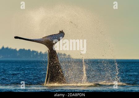 La cola de ballena jorobada golpea durante una tarde fuera de la isla de Vancouver, Columbia Británica, Canadá