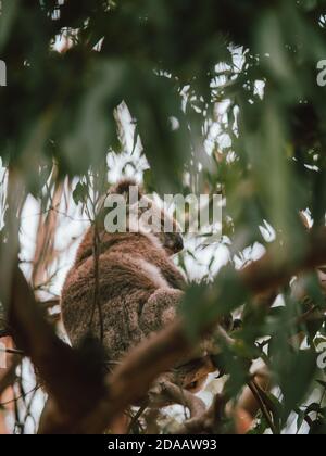 Un koala salvaje en los árboles, alimentándose y descansando. Australia Occidental