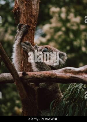 Un koala salvaje en los árboles, alimentándose y descansando. Australia Occidental