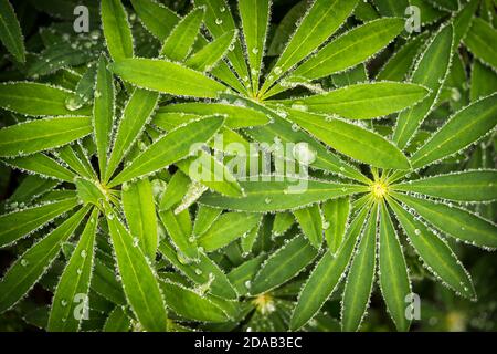 Hojas mojadas de lupino (Lupinus polyphyllus) con gotas de lluvia de fondo. Planta de Lupin antes de las flores, forma de estrella verde forma de hoja única. Foto de stock