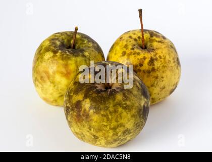 Manzanas poco saludables afectadas por el hongo Sooty Blotch