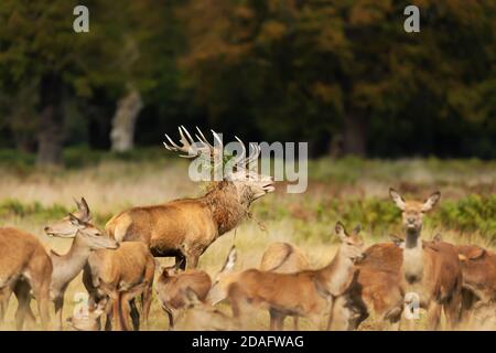 Primer plano de un ciervo rojo llamando frente al grupo de hinds durante la temporada de corte en otoño. Foto de stock
