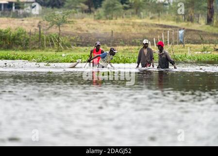 Pescadores kenianos caminando en el agua con pesca neta en el lago Naivasha, Kenia, África Oriental Foto de stock