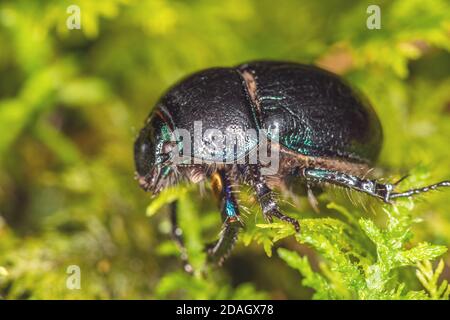 Dor común escarabajo (Anoplotrupes stercorosus, Geotrupes stercorosus), sobre el piso del bosque, Alemania