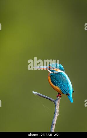 El pescador común o Alcedo atthis es un pequeño pájaro colorido retrato con fondo verde natural en el parque nacional keoladeo ghana o bharatpur india