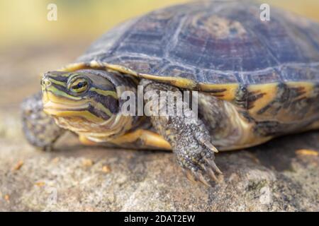 Annam leaf (tortuga Mauremys annamensis) descansando sobre una roca ...