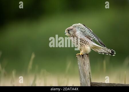 Kestrel (Falco tinnunculus) despegar de un puesto Foto de stock