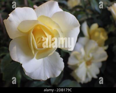 Un primer plano de una flor de rosa blanca creciendo en el jardín Foto de stock