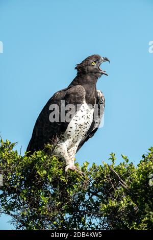El águila marcial abre el pico para bostezar ampliamente Fotografía de  stock - Alamy