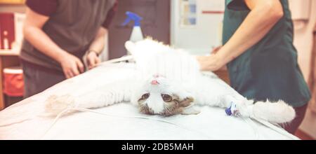 preparación del gato para la cirugía en la clínica veterinaria. Foto de stock