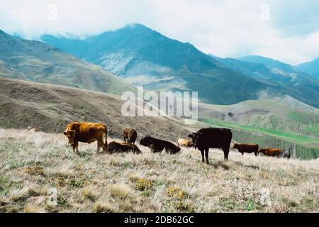 Rebaño de vacas coloridas en las montañas. Disparo horizontal. Foto de stock