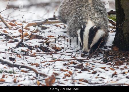 European Badger está buscando comida en el bosque de nieve. Foto de stock