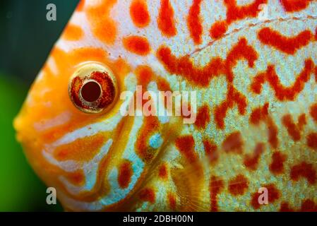 Peces de colores de las espinas Symphysodon discus en el acuario. Concepto de acuarios de agua dulce Foto de stock