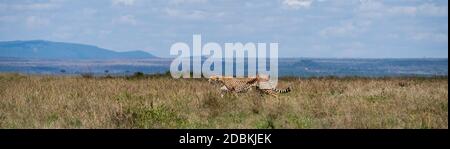 África, Kenia, llanuras del norte de Serengeti, Maasai Mara. Cheetah hembra (SILVESTRE: Acinonyx jubatus) especie en peligro de extinción. Foto de stock