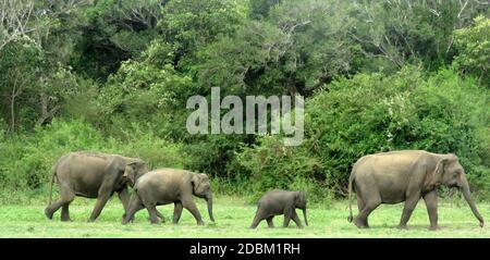 Madre, ternero y elefantes jóvenes. El elefante de Sri Lanka es una de las tres subespecies reconocidas del elefante asiático, y es originario de Sri Lanka. Parque Nacional Kaudulla, julio de 2020. Foto de stock