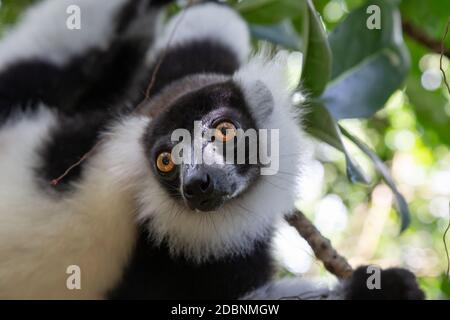 El retrato de un negro y blanco Vari Lemur Foto de stock