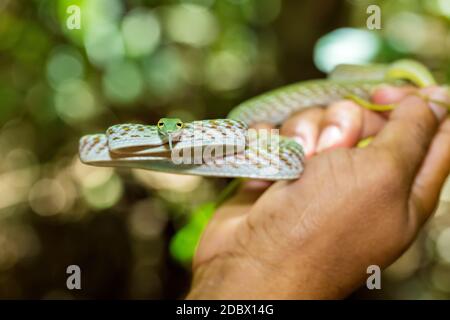 Hombre que sostiene en la mano Whipsnake oriental o serpiente de la Vine asiática (Ahaetulla prasina) Parque Nacional Tangkoko. Sulawesi, Indonesia, vida silvestre Foto de stock