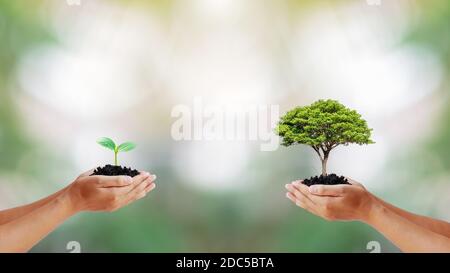 Dos manos humanas sosteniendo árboles pequeños y grandes sobre fondo verde borroso de acuerdo con el día mundial del medio ambiente y el concepto de conservación ambiental.