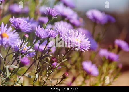 Symphyotrichum novi-belgii. Asters púrpura de otoño en el jardín en una noche de otoño bajo la luz del sol. Fondo natural de otoño. Flores de color púrpura Foto de stock
