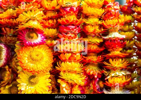 Helichrysums localmente llamado flor eterna en un mercado de la ciudad de Baguio en las Filipinas Foto de stock