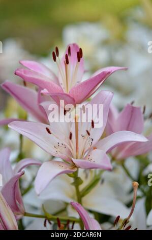 Flores de lirio color rosa pastel en el jardín, hermosas flores. Lirios  rosas al aire libre, en la naturaleza Fotografía de stock - Alamy