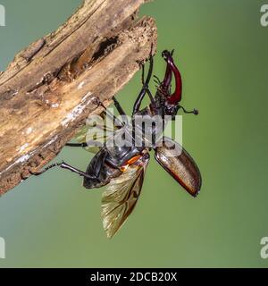 Stag beetle, escarabajo ciervo europeo (Escudo cervus), macho, Alemania Baden-Wurtemberg Foto de stock