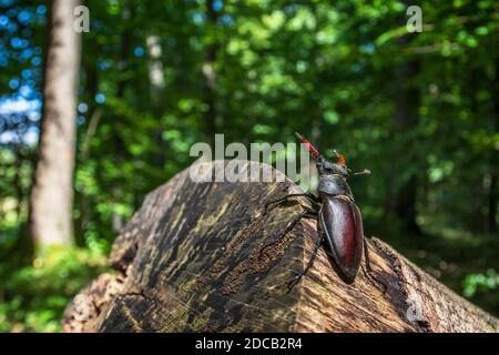 Stag beetle, escarabajo ciervo europeo (Escudo cervus), macho, Alemania Baden-Wurtemberg Foto de stock