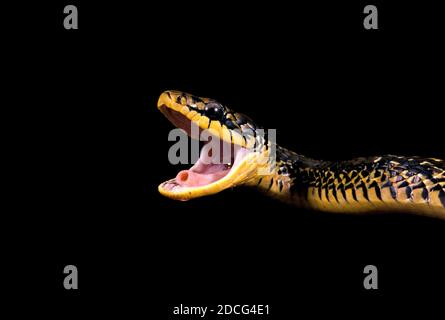 RAT SNAKE spilotes pullatus TROPICAL, adulto con la boca abierta Foto de stock