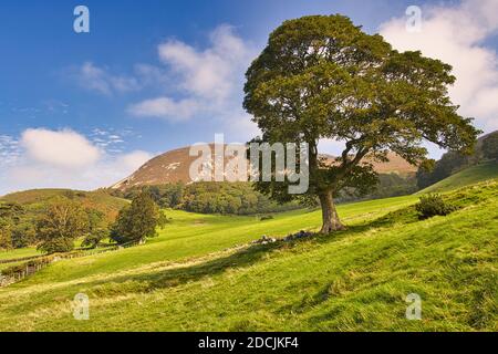 Vista panorámica de una ladera con un árbol solitario y una montaña en el fondo cerca de Penmaenmawr, Gales del Norte, Reino Unido.