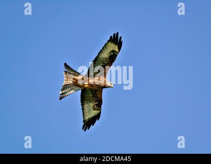COMETA ROJA MILVUS MILVUS VOLANDO EN UN CIELO AZUL DE VERANO
