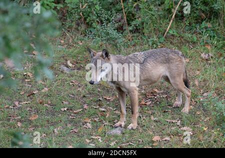 El lobo en la fauna de Civitella Alfedena, Abruzos, Italia Foto de stock