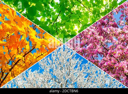 Collage de cuatro fotos de árboles que representan cada temporada: Primavera, verano, otoño e invierno. Foto de stock