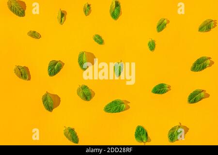 Múltiples hojas de menta sobre fondo naranja Foto de stock